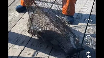 【高知】釣り堀のいけすに大型肉食魚「アカメ」を放流か…海上保安庁が器物損壊など視野に調べ進める　「何を考えているのかわからない」と業者からは困惑の声